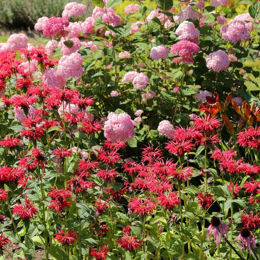 Монарда (бергамот) красная - Долина роз фото 3