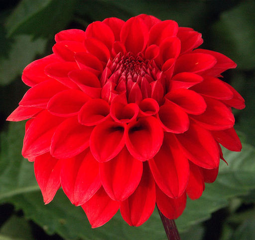 ТЮЛЬПАН Болроял Хани Разбор 11/12 Кол-во 
 упак., шт 7 - Волжский сад фото 2