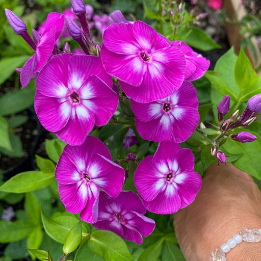 Флокс метельчатый Лаура - Долина роз фото 3