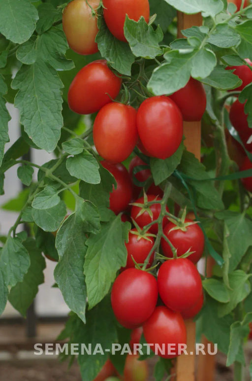 Томат Везувий - Партнер фото 4