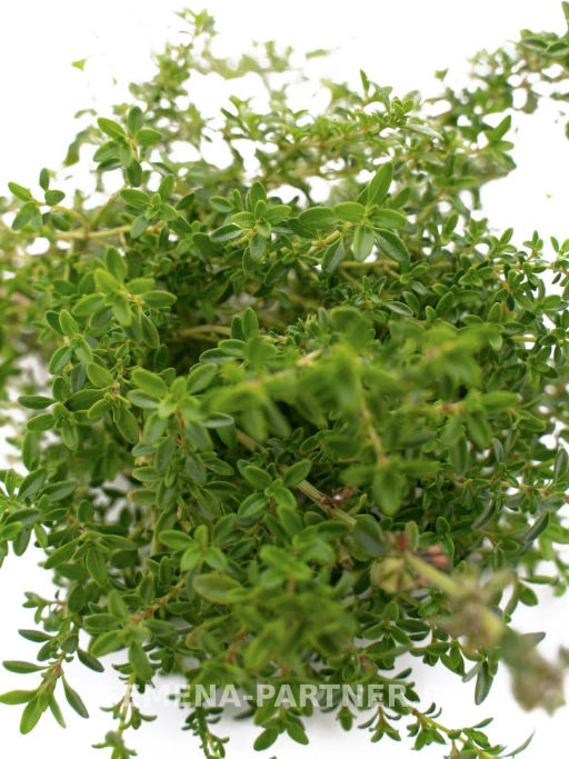 Тимьян Медок - Партнер фото 6