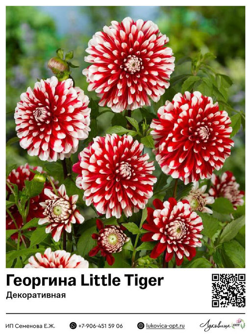 Георгина Little Tiger (Декоративная)