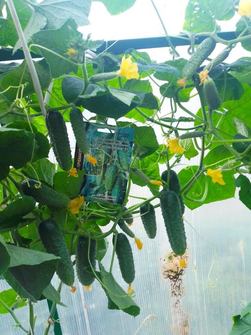 Огурец ПУЧКОВОЕ ВЕЛИКОЛЕПИЕ F1  Уникальный! - Уральский дачник фото 5