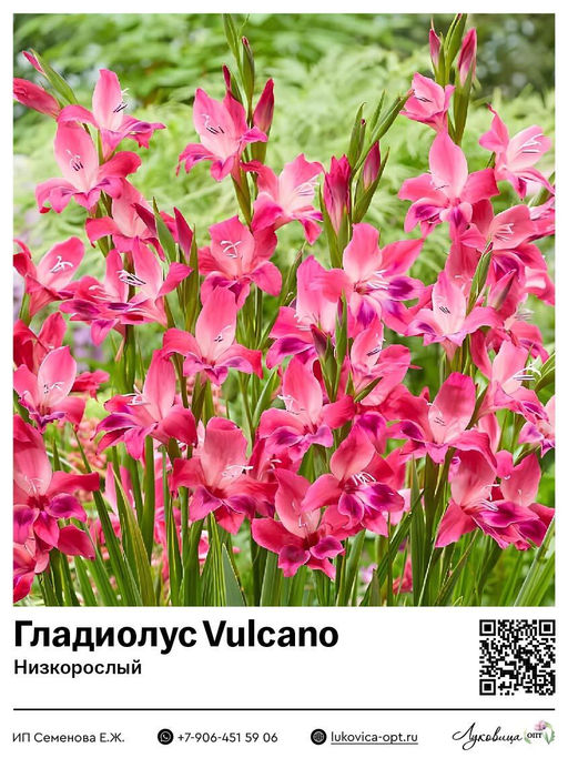 Гладиолус Vulcano (Низкорослый)