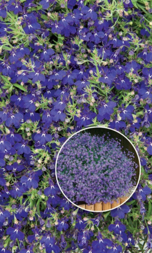 Лобелия ампельная САПФИР