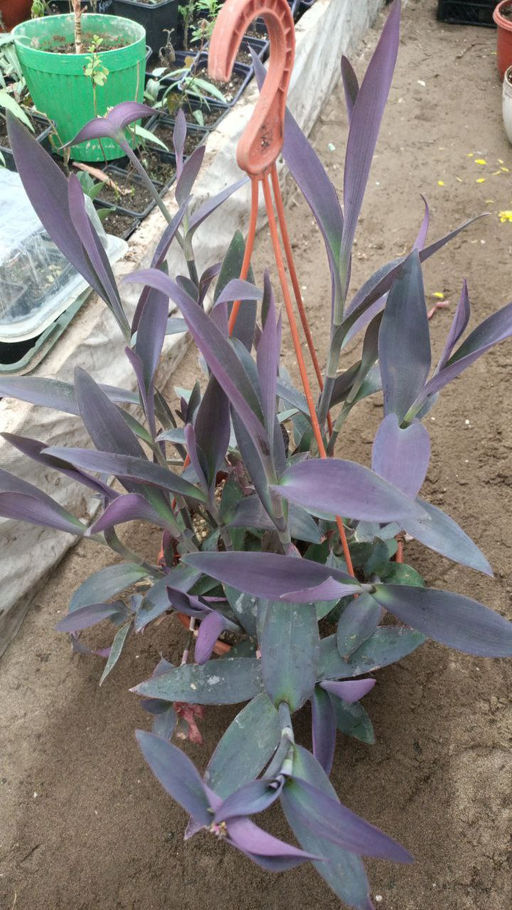 Традесканция Перл Харт - 1000корней фото 3