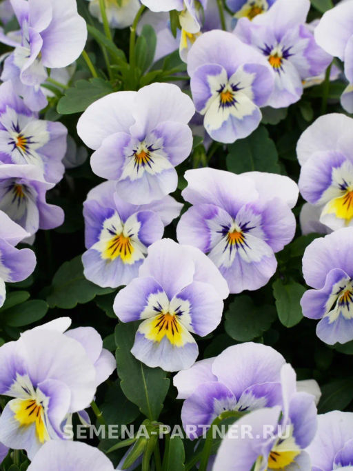 Виола Соблазн Влюбленный Эльф - Партнер фото 4