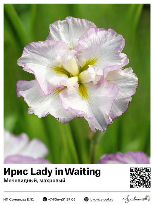 Ирис Lady in Waiting (Мечевидный, махровый)
