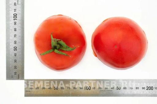 Томат Ладья - Партнер фото 5