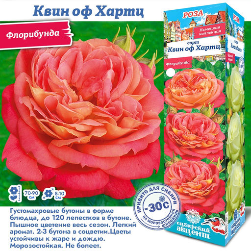 Роза Квин оф Хартц (Флорибунда) 1шт