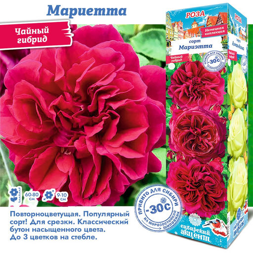 Роза Мариетта (Чайно-гибридная) 1шт