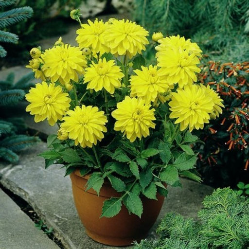 ГЕОРГИНА Мелоди Латин Разбор I Кол-во упак., шт 1