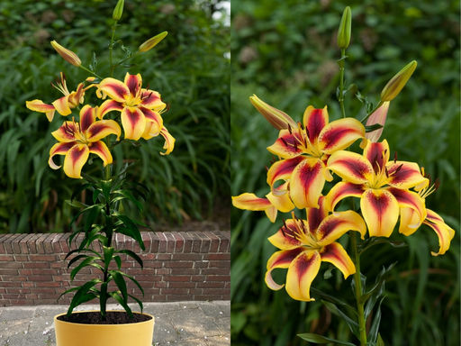 Лилия Вива ла Вида - Долина роз фото 2