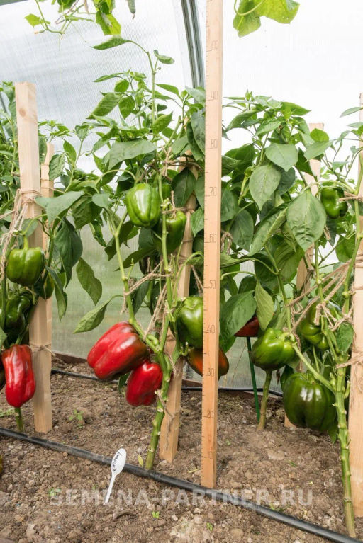 Перец сладкий Ливадия - Партнер фото 7