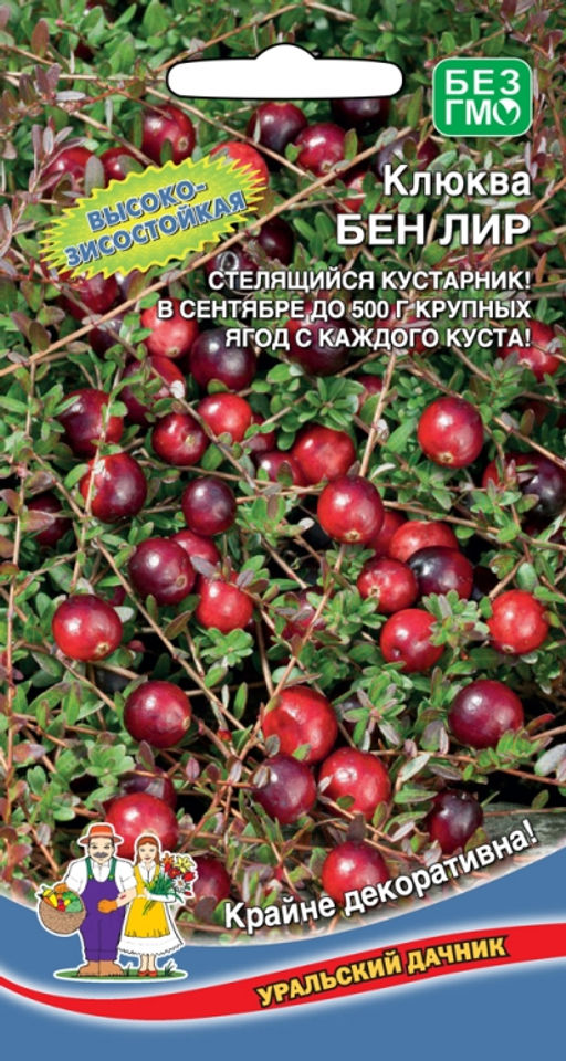 Клюква БЕН ЛИР Высокозимостойкая! Стелющийся кустарник! В сентябре до 500 г крупных ягод с каждого куста!