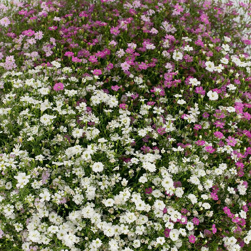 Гипсофила Качим Mixed (Метельчатая) - Голландские луковицы фото 2