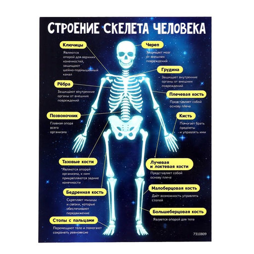 Набор для опытов Скелет человека - Эврики фото 7