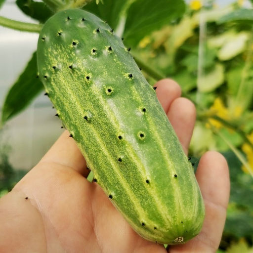 Огурцы Аксельские от Помидома - Дом помидоров фото 9