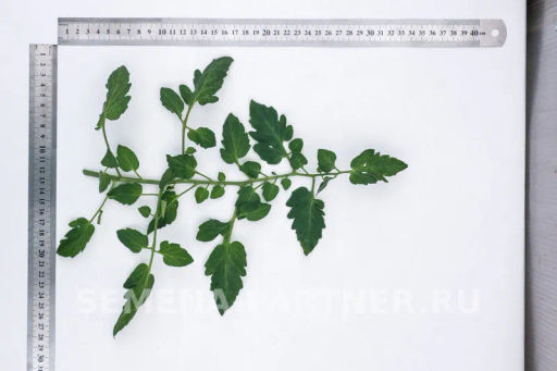 Томат Черри Литл Пинки - Партнер фото 4