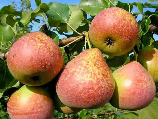 Груша Мраморная