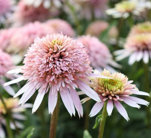 Эхинацея Cherry Fluff (Махровая)