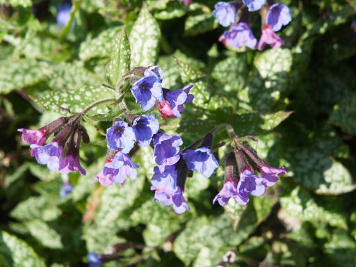 Медуница Смоки Блу