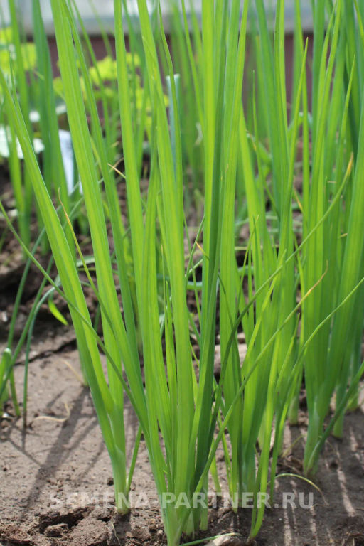 Лук батун Перформер - Партнер фото 5