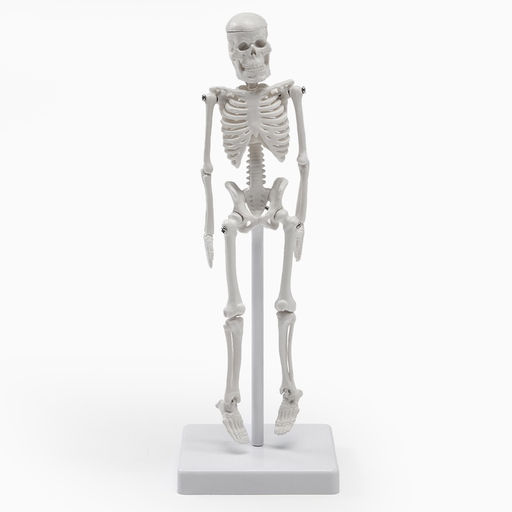 Анатомическая модель «Макет скелета взрослого человека», 22 см