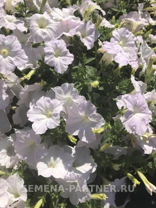 Петуния Ма Шери Гретта полуампельная жемчужно-белая - Партнер фото 3