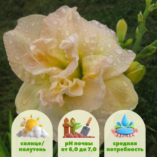 Лилейник Икебана Стар - Долина роз фото 2