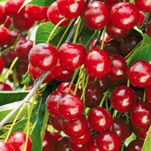 Вишня Гномик степная (саженец с этикеткой) 1шт