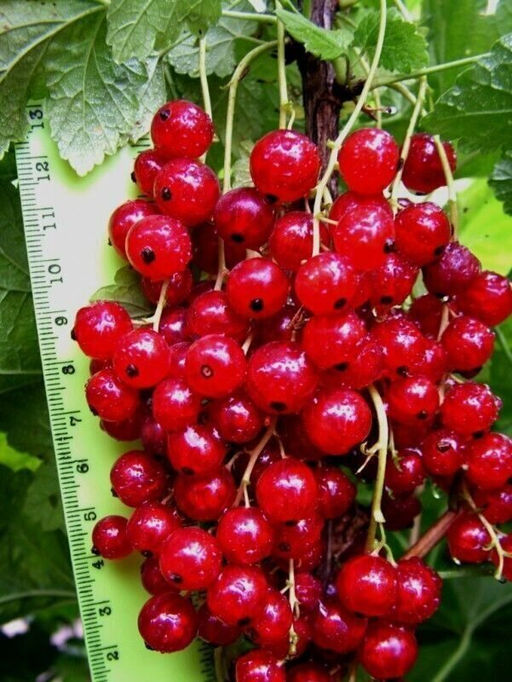 Смородина Красный крест красная (коробка) 1шт