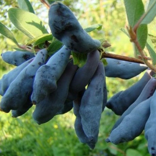 Жимолость Волхова