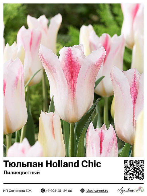 Тюльпан Holland Chic (Лилиецветный)