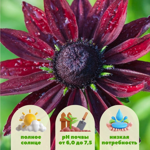 Рудбекия Черри Бренди - Долина роз фото 2