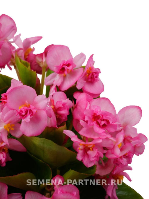 Бегония вечноцветущая махровая Милори Пинк Джаз - Партнер фото 3