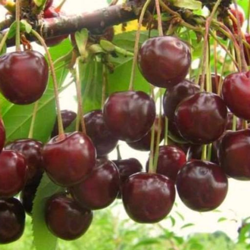 Вишня Морозовка обыкновенная (саженец с этикеткой) 1шт