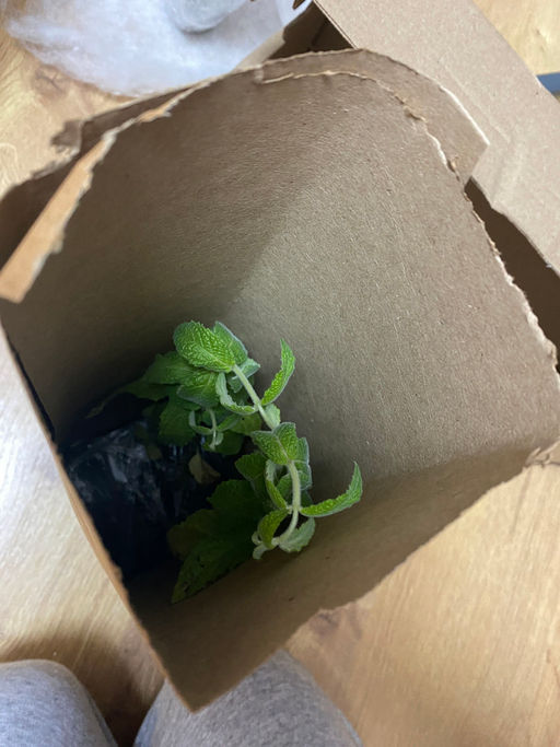 Мята Земляника мелколистная