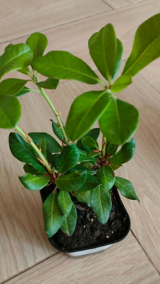 Рододендрон Баден-Баден