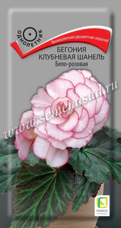 Бегония клубневая Шанель Бело-розовая (ЦВ) ("1) 5шт