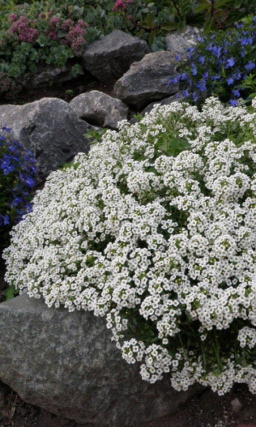 Алиссум СНЕЖНЫЙ КОВЁР