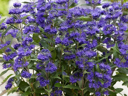 Кариоптерис кландоненский Кев Блю - Долина роз фото 2