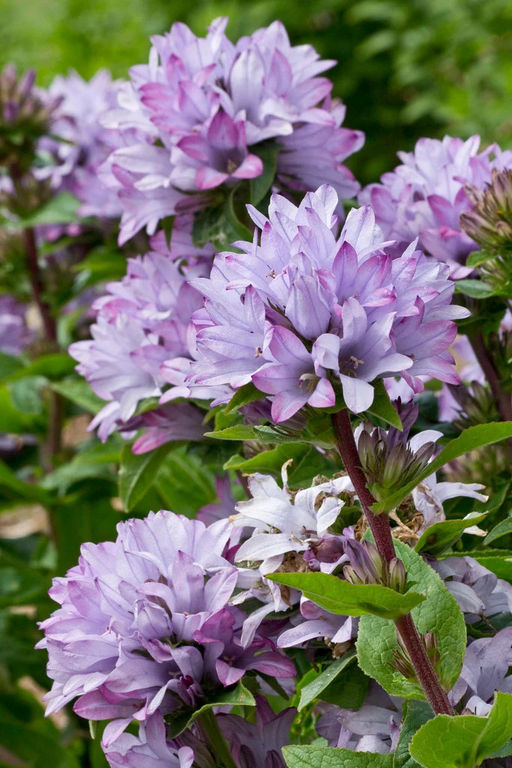 Колокольчик Caroline (Скученный) - Голландские луковицы фото 3