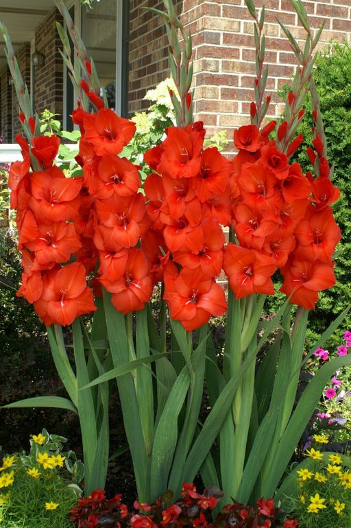 ГЛАДИОЛУС Адванс Разбор 10/12 Кол-во упак., шт 10