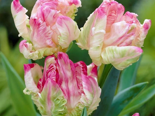 Тюльпан WEBERS PARROT (Веберс Пэррот) - Долина роз фото 3