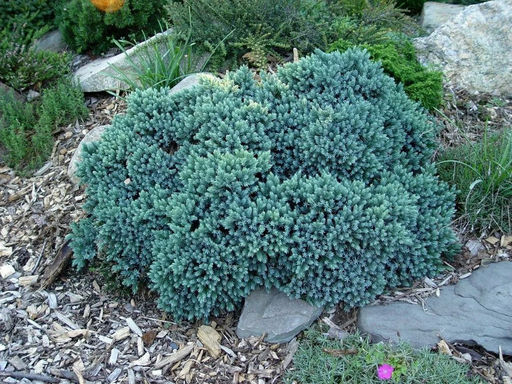 Можжевельник чешуйчатый Блю Стар - Долина роз фото 2