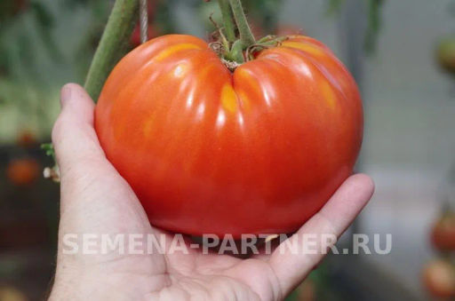 Томат Легенда Коктебеля - Партнер фото 5