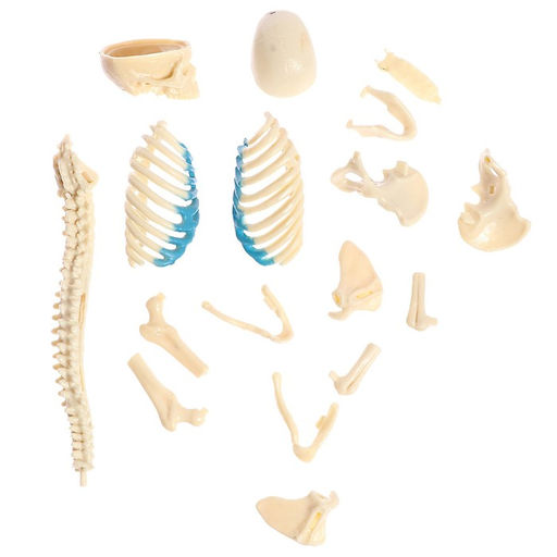 Набор для опытов Строение тела, беременная женщина - Эврики фото 7