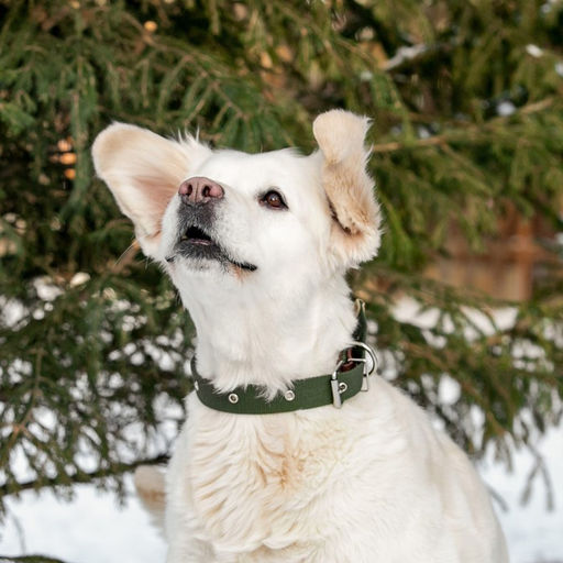 Ошейник брезентовый однослойный, 66 х 3 см, ОШ 33-60 см, тёмно-зелёный - Пижон фото 6