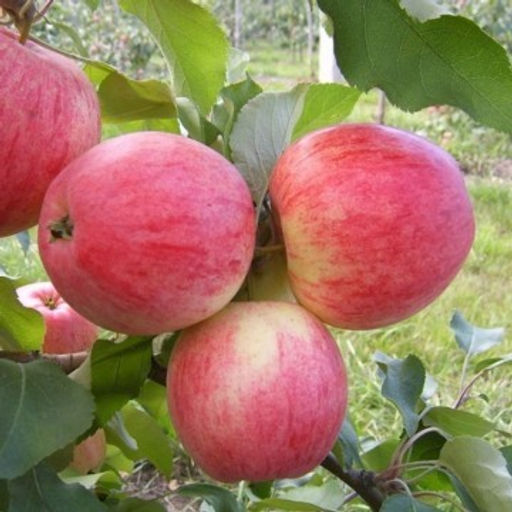 Яблоня Стройное полукультурка (саженец с этикеткой) 1шт